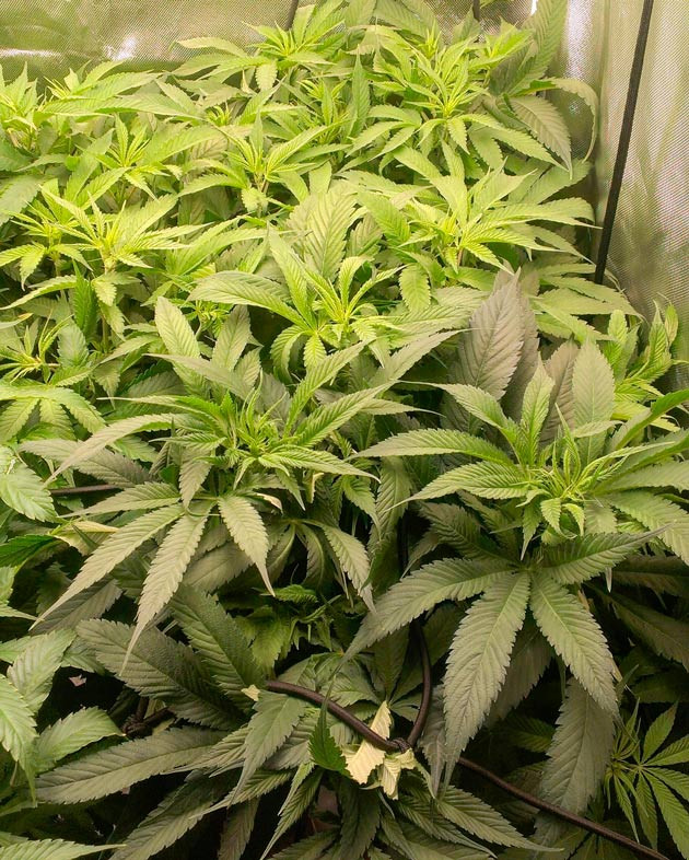 Куст Green Gelato от Royal Queen Seeds на 10 неделе