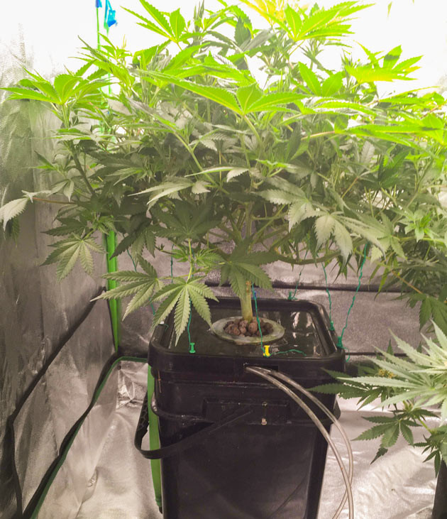 Куст DDoS #33 от Herbies Seeds на 7 неделе