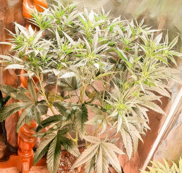 Куст Fullgas от Green House Seeds на стадии цветения