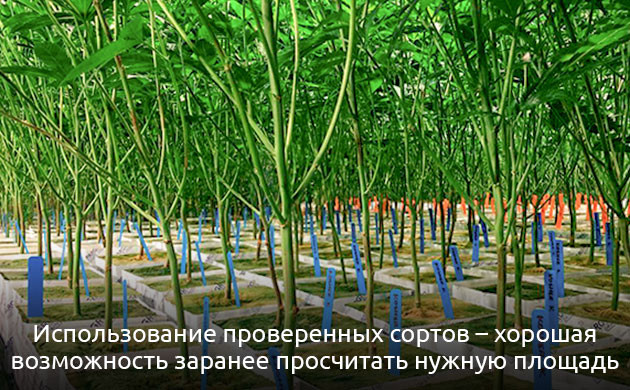 Сколько кустов конопли можно выращивать на 1 м2 в закрытом грунте