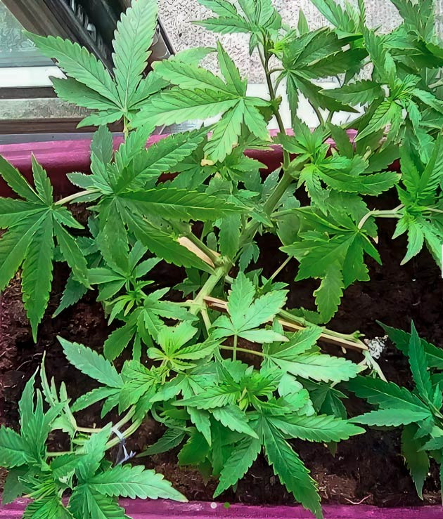 Куст Eleven Roses на 6 неделе выращивания