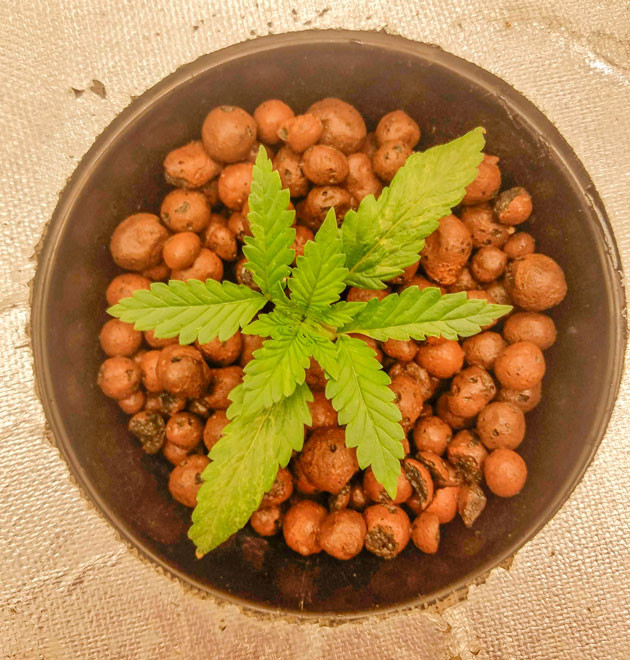 Росток Bruce Banner Auto от FastBuds на 2 неделе