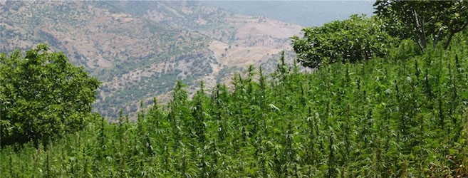 Мифы о ландрейсах