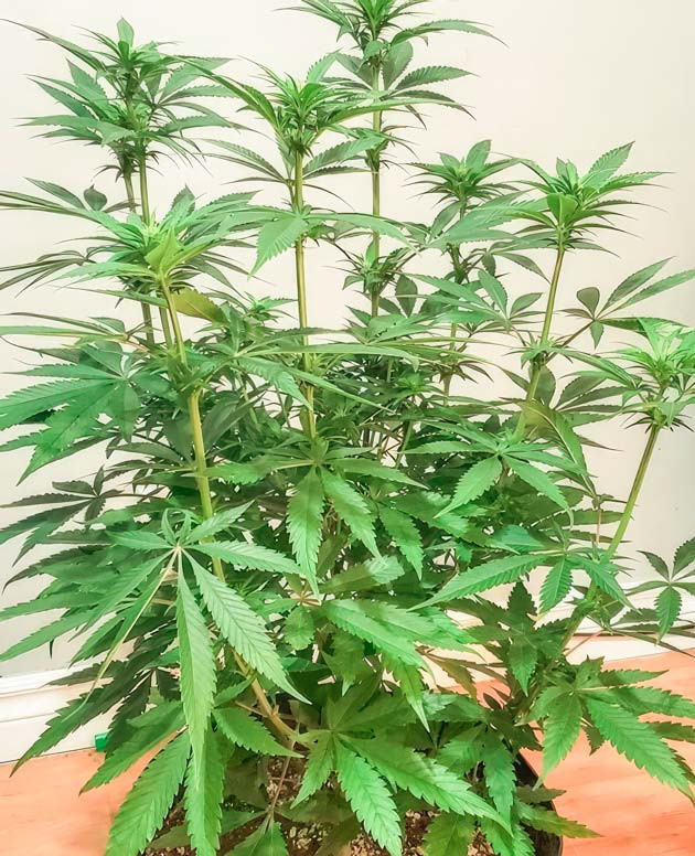 Куст Cafe Racer на 8-9 неделе выращивания