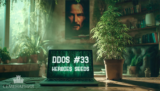 Выращивание сорта марихуаны DDoS #33 от Herbies Seeds
