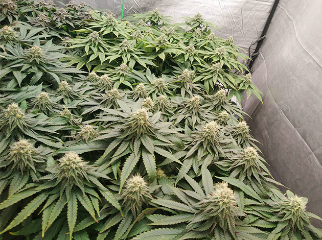 Соцветия на 11 неделе выращивания