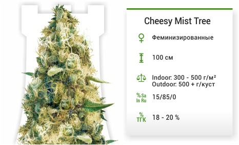 описание сорта Cheesy Mist Tree