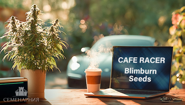Выращивание сорта марихуаны Cafe Racer от Blimburn Seeds