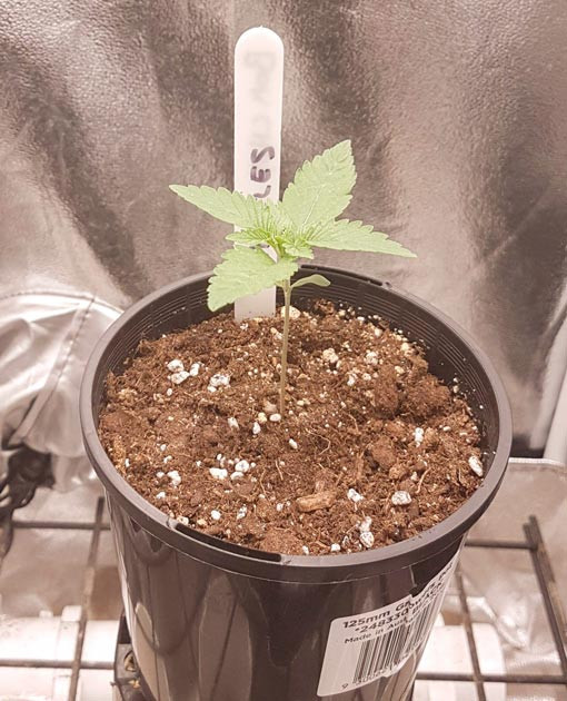 1 неделя выращивания