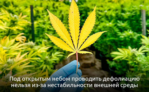 Что следует учитывать, приступая к дефолиации