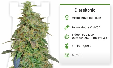 описание сорта Dieseltonic 