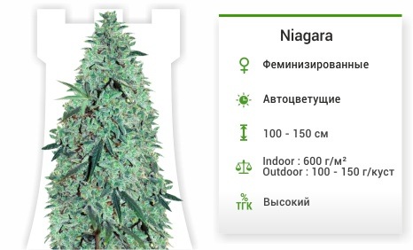 Niagara auto (Doctor’s Choise)