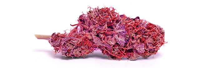 Фиолетовая конопля