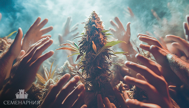 ТОП сорта конопли