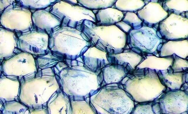 Ядра и стенки клеток