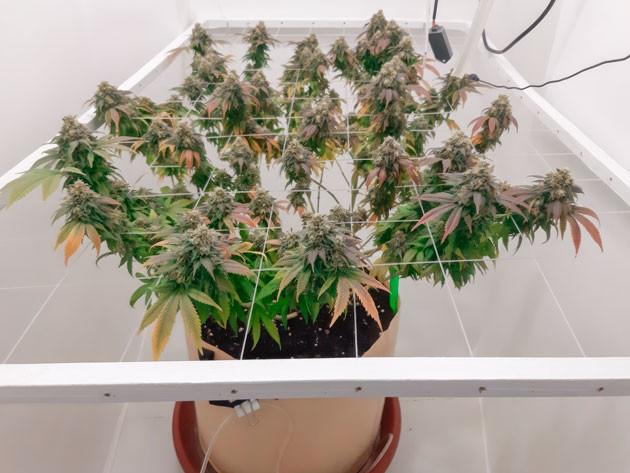 Куст Blackberry Moonrocks от AlphaFem Seeds на 19 неделе