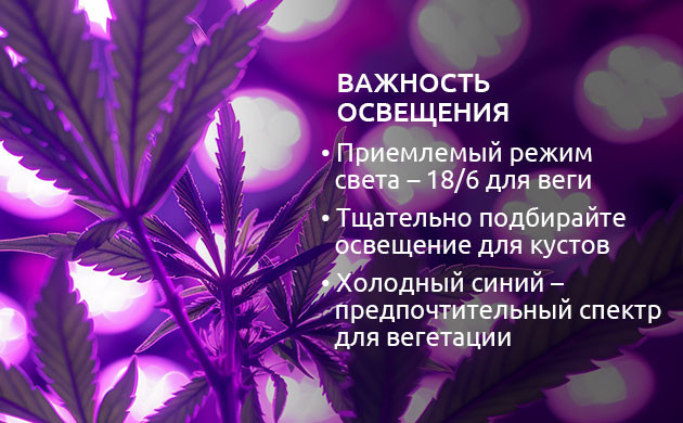 Освещение конопли