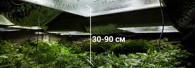 Как подобрать расстояние от лампы до макушки конопли