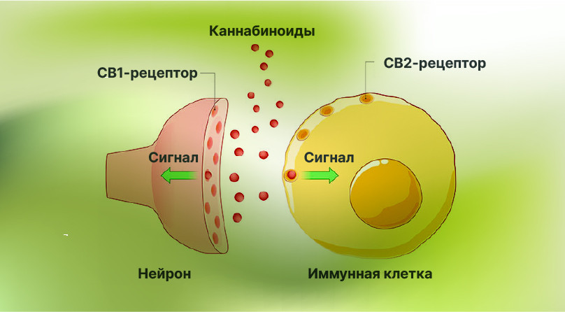 Каннабис как антибиотик: уничтожение золотистого стафилококка.