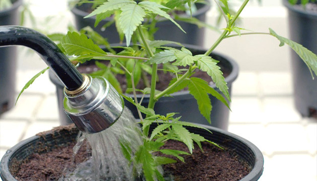 Поливайте растения перед похолоданием