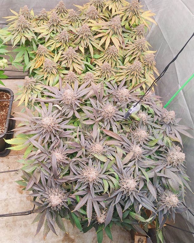 Кусты конопли Dos si Dos 33 на 14 неделе