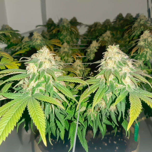 Шишки Blackberry Moonrocks от AlphaFem Seeds на 17 неделе