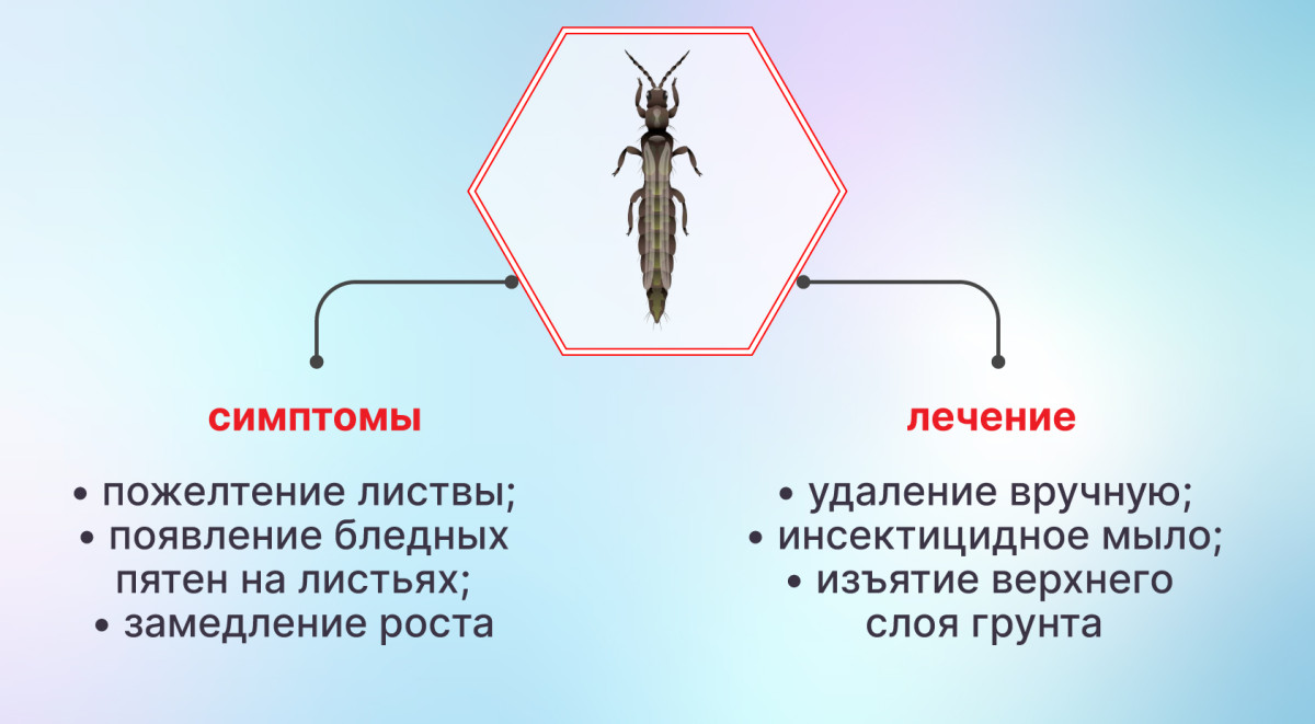 Трипсы на конопле