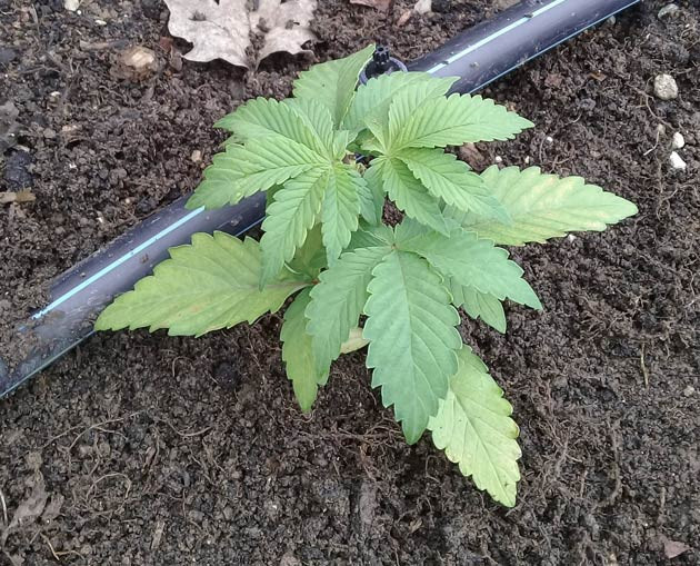 Куст конопли на 2 неделе