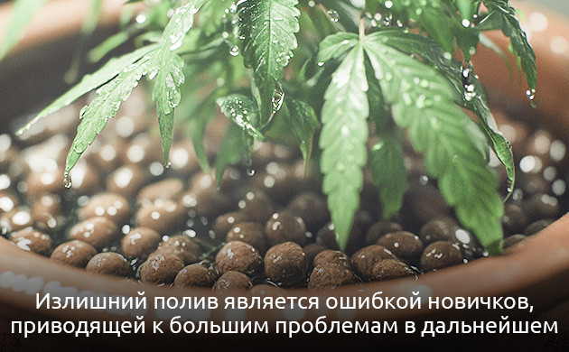 Излишний полив конопли