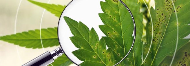 Основные болезни конопли в аутдоре