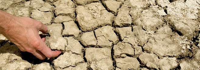 Плохое качество грунта для семян конопли