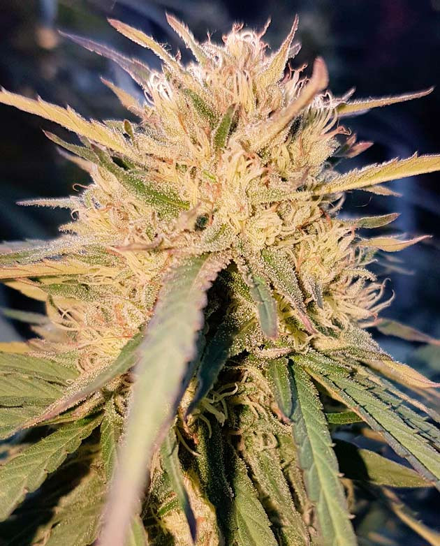 Впечатления по итогам грова