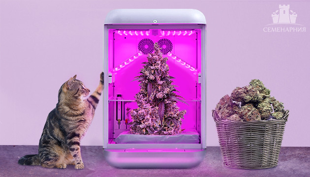 Невысокие и урожайные сорта