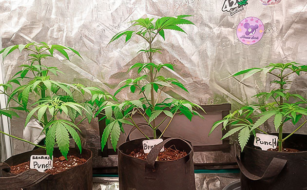 Кусты Banana Punch от Barney's Farm на 5-6 неделе