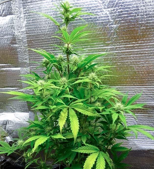 Куст Wedding Cake Auto от Barney's Farm на фазе цветения