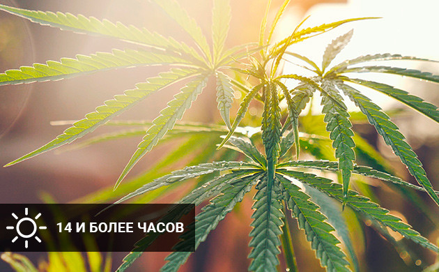 14 часов света