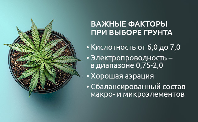 Важные факторы при выборе и подготовка грунта для выращивания конопли