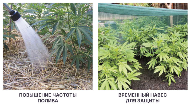 Частота полива и навес