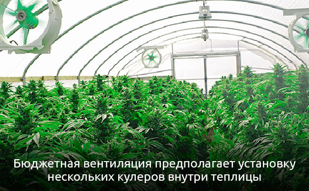 Обустройство теплицы для конопли
