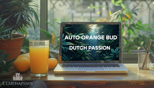 Выращивание сорта Sugar Candy