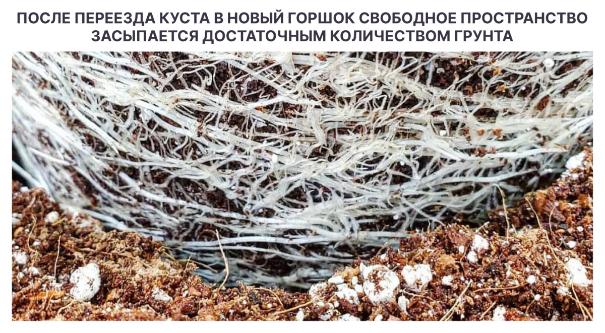 Важность правильного укладывания почвы при пересадке