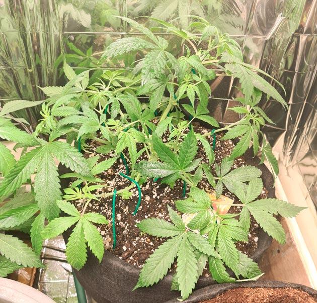 Куст Auto Orange Bud от Dutch Passion на 6 неделе