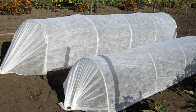 Укройте коноплю на ночь