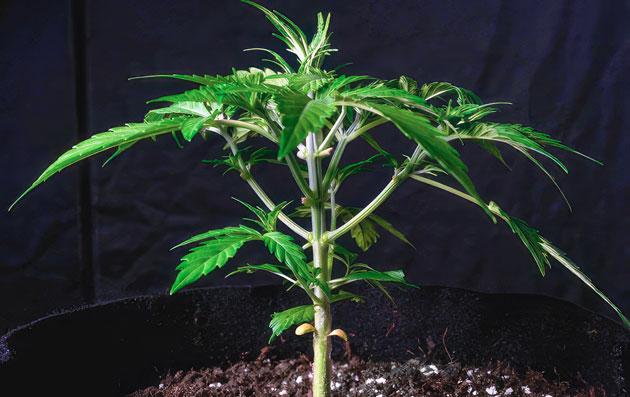 Куст Lemon AK Auto от FastBuds на стадии вегетации