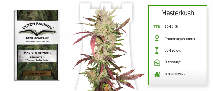 куст конопли masterkush_dp