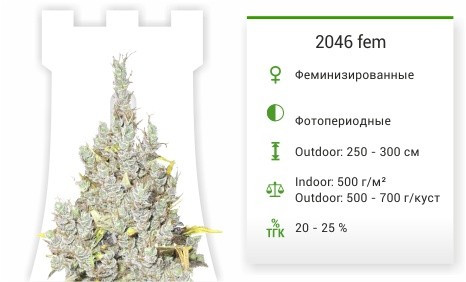 2046 fem от Medical Seeds