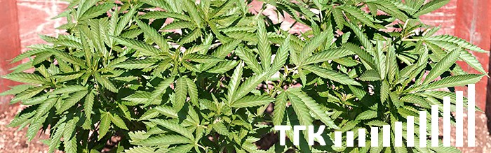 Создание автоцветов на основе сорной конопли