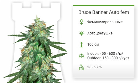 Bruce Banner Auto от Cali Buds Seeds
