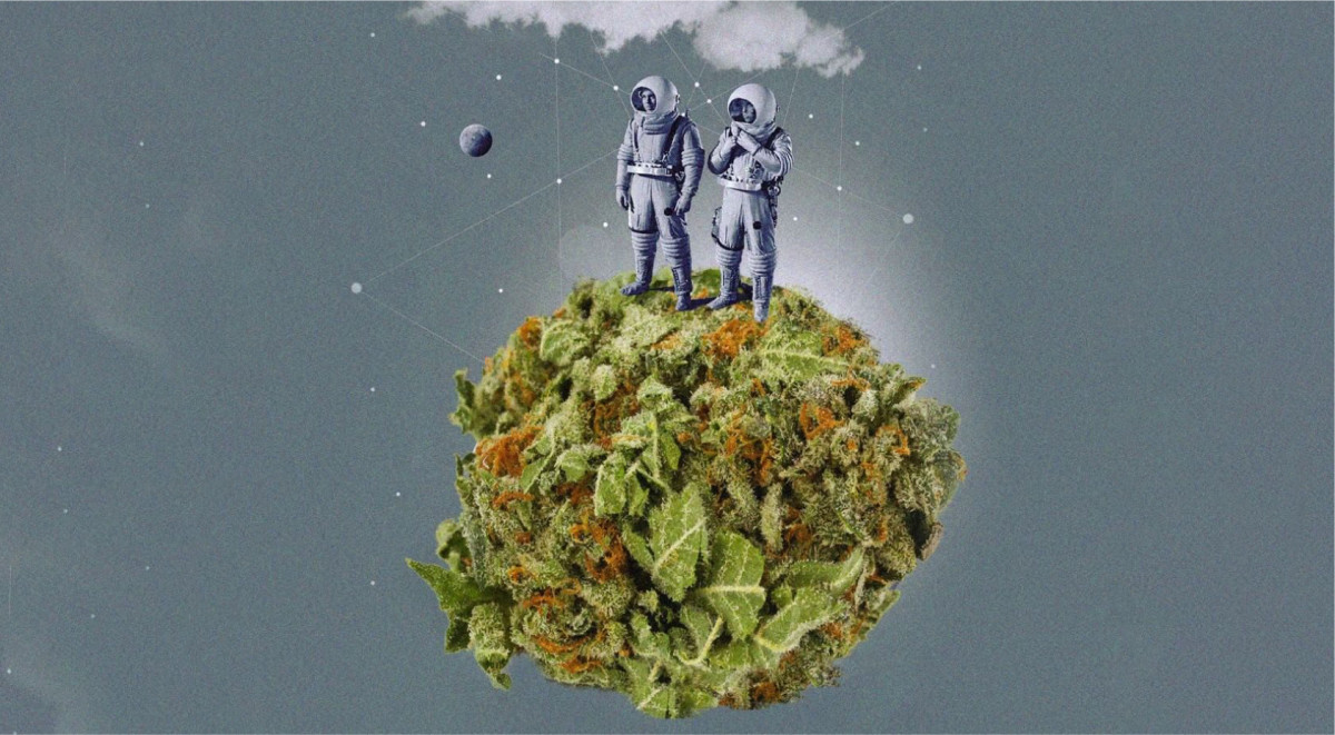 Конопля с галлюциногеным эффектом