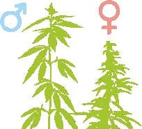 Мужское растение выше женского